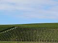 Vineyard near Landreville P1130581